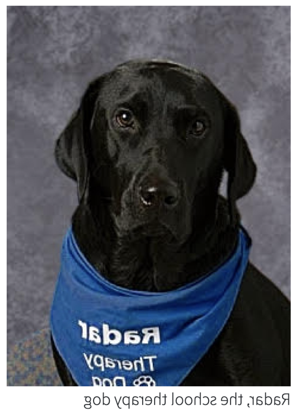 Radar, a black lab therapy dog at Ridgeview Elementary School